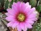 Preview: Echinocereus fendleri kuenzleri HK 0267